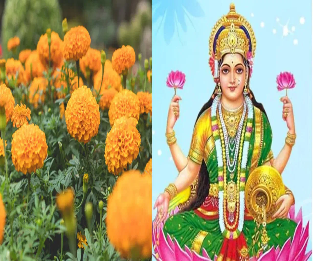 ఈశాన్య మూలలో ఈ పూల మొక్క ఉందా? అయితే మీ ఇంటికి లక్ష్మీ కటాక్షం..