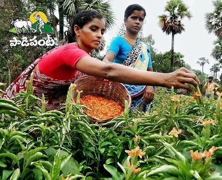 కనకాంబరం పంటలో మంచి ఫలితాల కోసం ఏం చేయాలి?